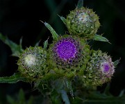 Cirsium edule - Edible Thistle 14-4176